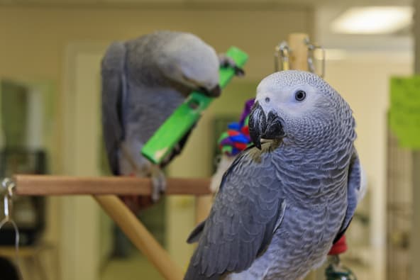 African grey parrots are a type of pet bird