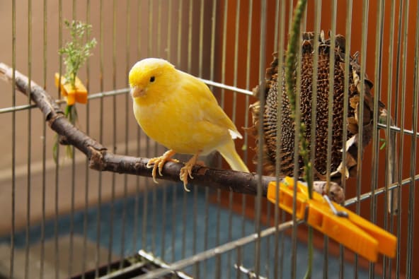 Canaries are a type of pet bird