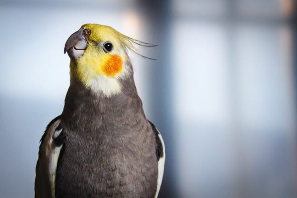 Cockatiels are a type of pet bird