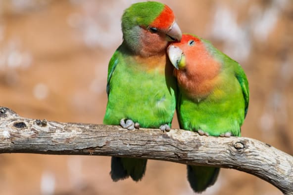 Lovebirds are a type of pet bird