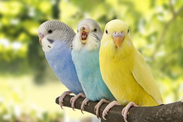 Parakeets are a type of pet bird