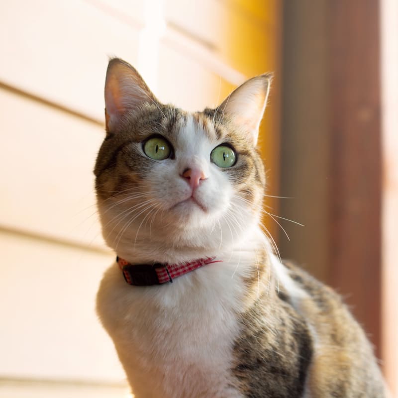 Paws and Claws Veterinary Hospital in Tracy