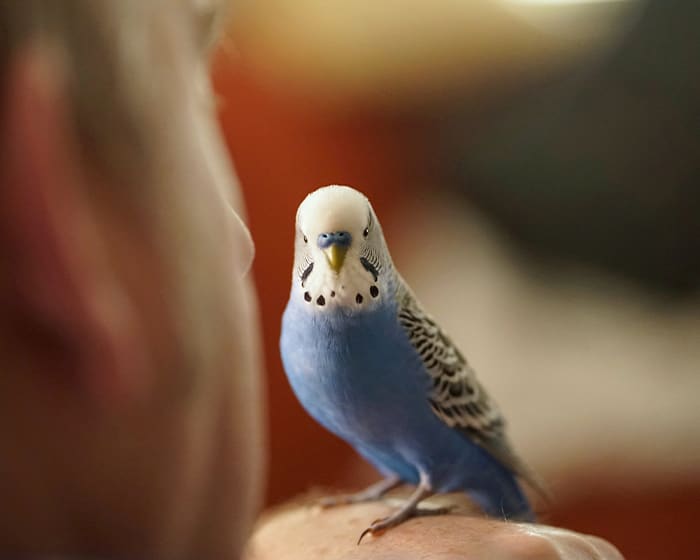 Avian & Exotic Pet Services, Tracy Veterinarians