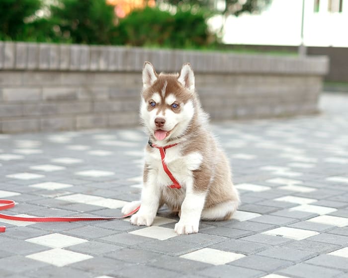 Puppies & Kittens, Tracy Veterinarians